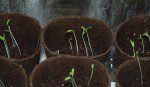 Heirloom Tomato Seeds Sprouting | The Coeur d'Alene Coop