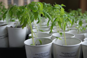 Young Tomato Plants | The Coeur d Alene Coop