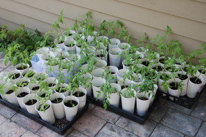 Hardening Off Tomato Plants | The Coeur d Alene Coop