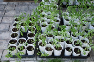 Hardening off tomato plants | The Coeur d Alene Coop
