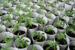 Heirloom Tomato Starts | The Coeur d'Alene Coop