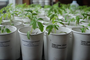 Growing Heirlooms in Paper Cups | The Coeur d'Alene Coop