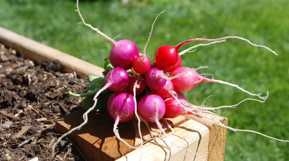 Mixed Radishes | The Coeur d'Alene Coop
