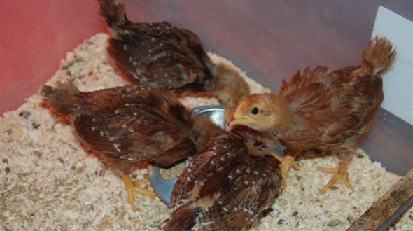 Chick Primer: Brooder to Coop