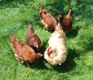 14 week old pullets with hen | The Coeur d'Alene Coop