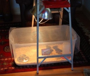 Chick Brooder using a clear plastic bin | The Coeur d'Alene Coop