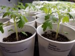 Growing Tomatoes from Seed