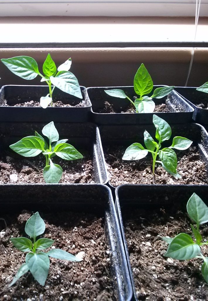 Pepper plant starts