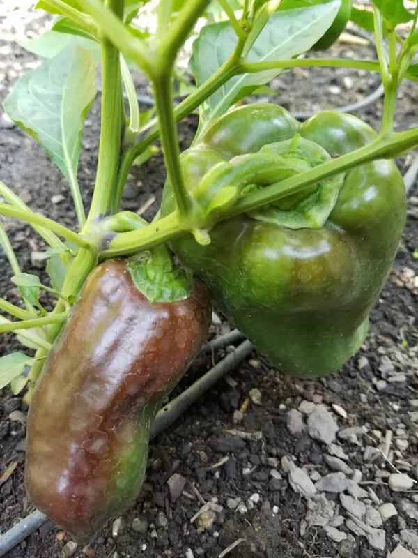 sweet chocolate pepper | The Coeur d Alene Coop