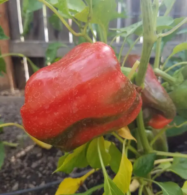 King of the North Pepper | The Coeur d Alene Coop