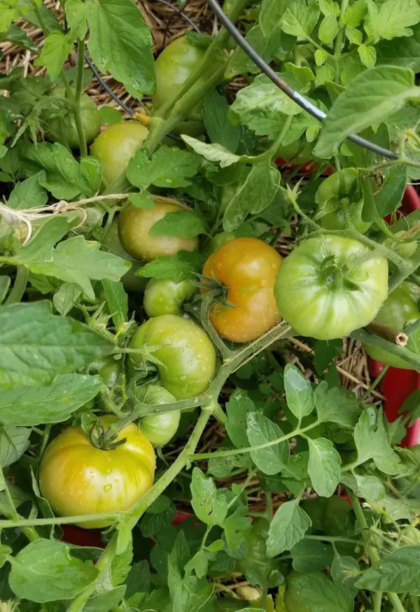 Sasha's Altai Tomato - Image 2