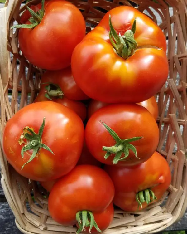 Sasha's Altai Tomato - Image 3