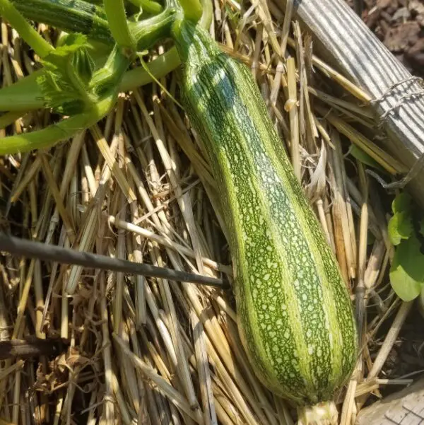 Summer Squash - Costata Romanesco