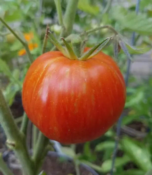 Solar Flare Tomato | The Coeur d Alene Coop
