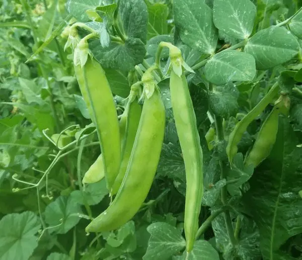 Blizzard Snow Pea | The Coeur d'Alene Coop