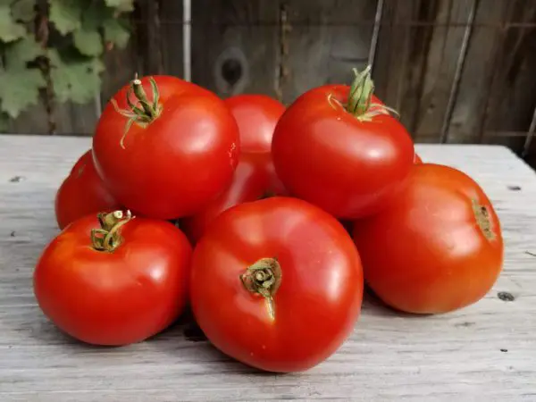 Sasha's Altai Tomato