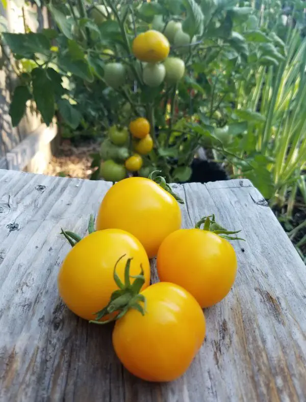 Taxi Tomato | The Coeur d Alene Coop