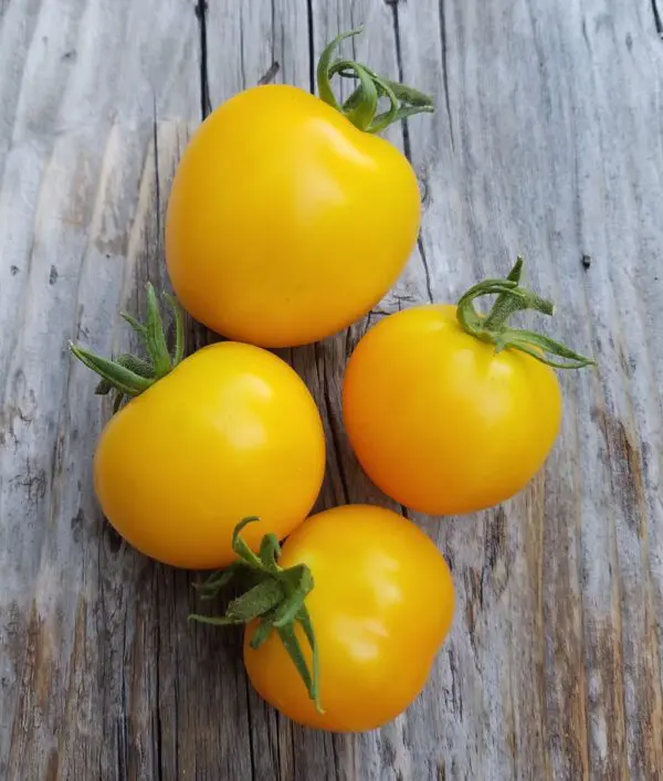 Taxi Tomato | The Coeur d Alene Coop