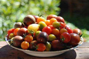 Heirloom Tomatoes Grown at 2nd St. Chicken Ranch