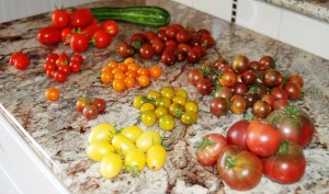 A colorful tomato display