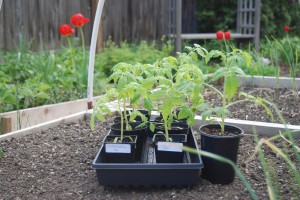 Tomato Seedlings Ready to Plant | The Coeur d'Alene Coop
