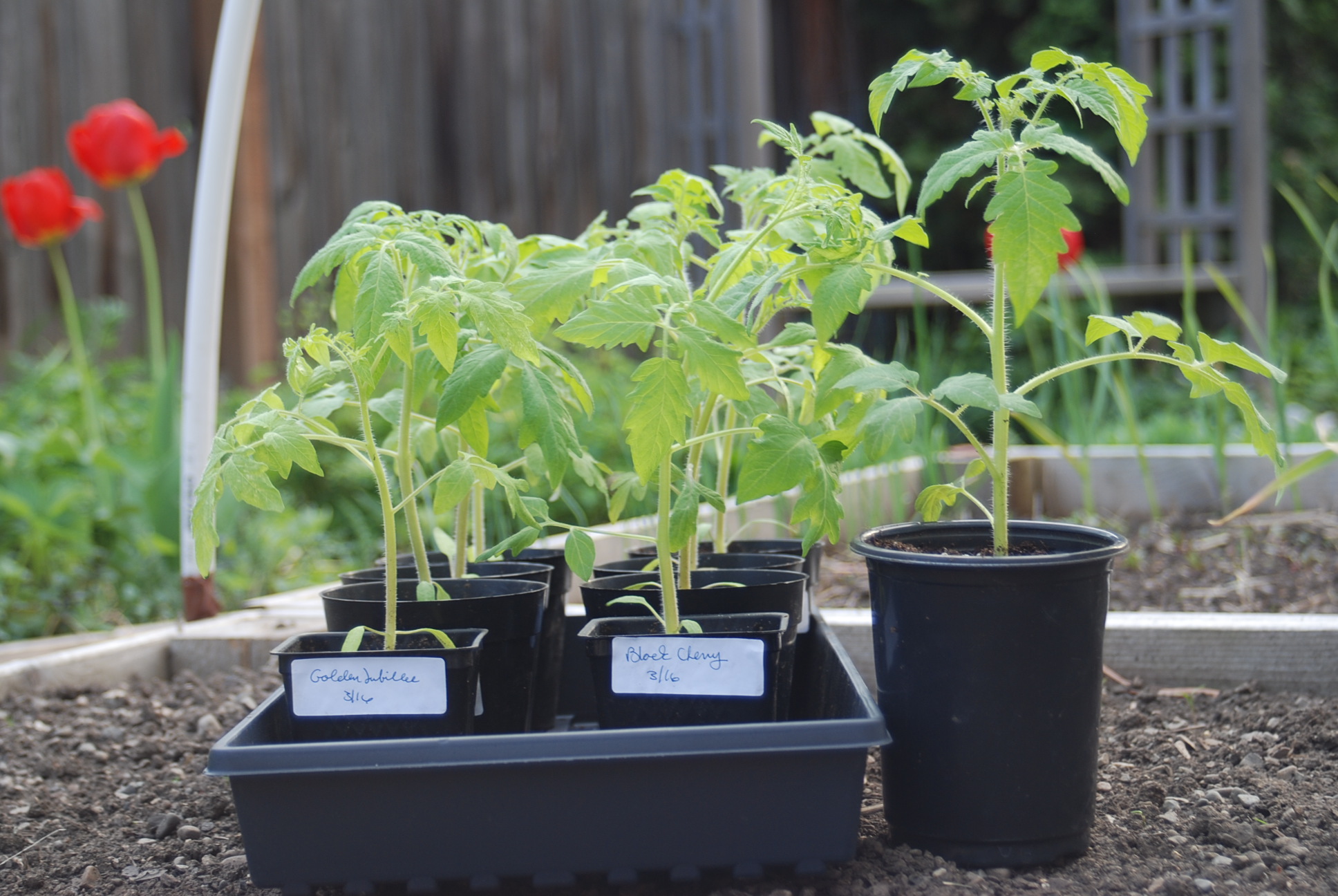 How to Plant Tomato Seedlings