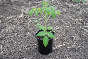 Black Plum Heirloom Tomato
