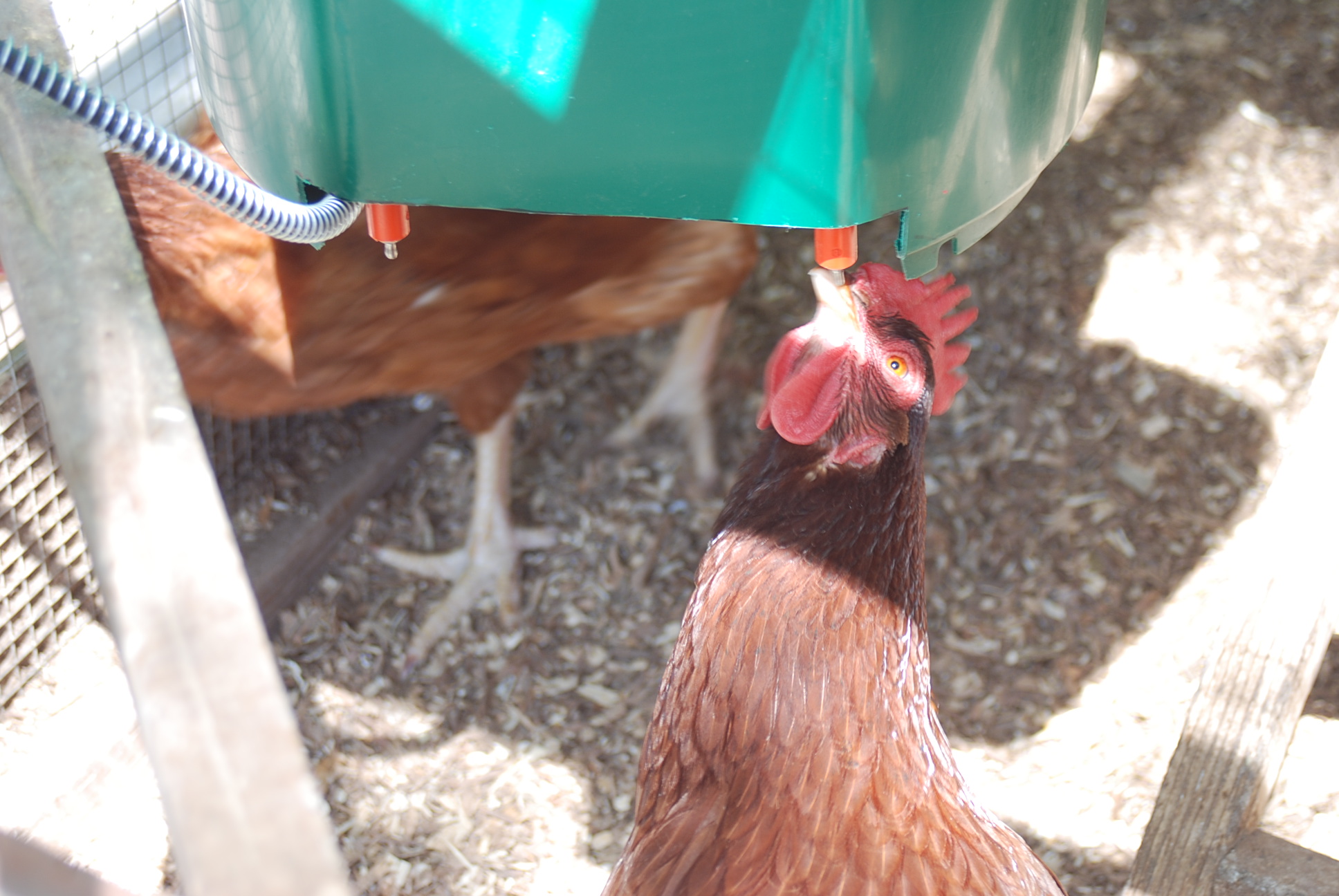 Chicken Little’s Watering Hole Makes Life Easier!