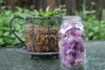 Chive Blossoms packed in the jar