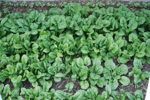 The Coeur d Alene Coop | Spring Spinach