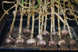 The Coeur d Alene Coop Curing Garlic