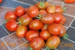 The Coeur d'Alene Coop Black Plum Tomatoes