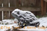 January's Frozen Froggy