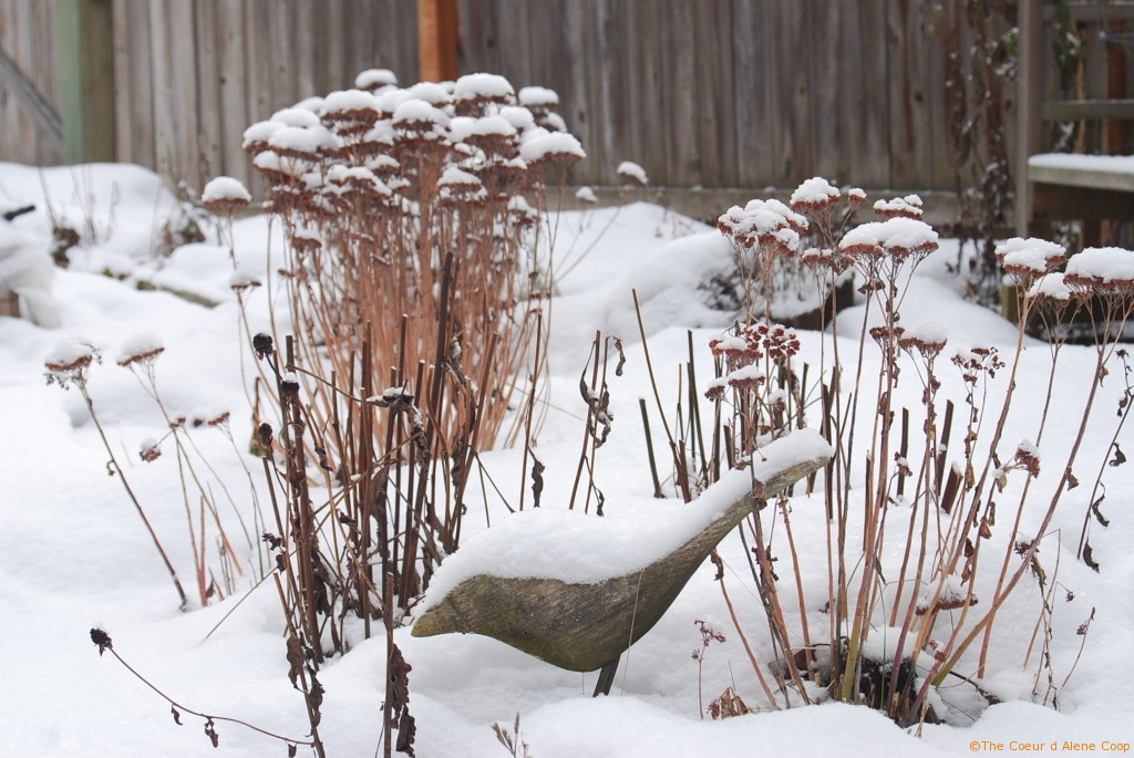 Snow covers the crow and stonecrop sedum in the 2nd St. Chicken Ranch Garden