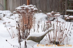Snow covers the crow and stonecrop sedum in the 2nd St. Chicken Ranch Garden