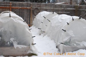 Snow covered crop tunnels over the raised beds