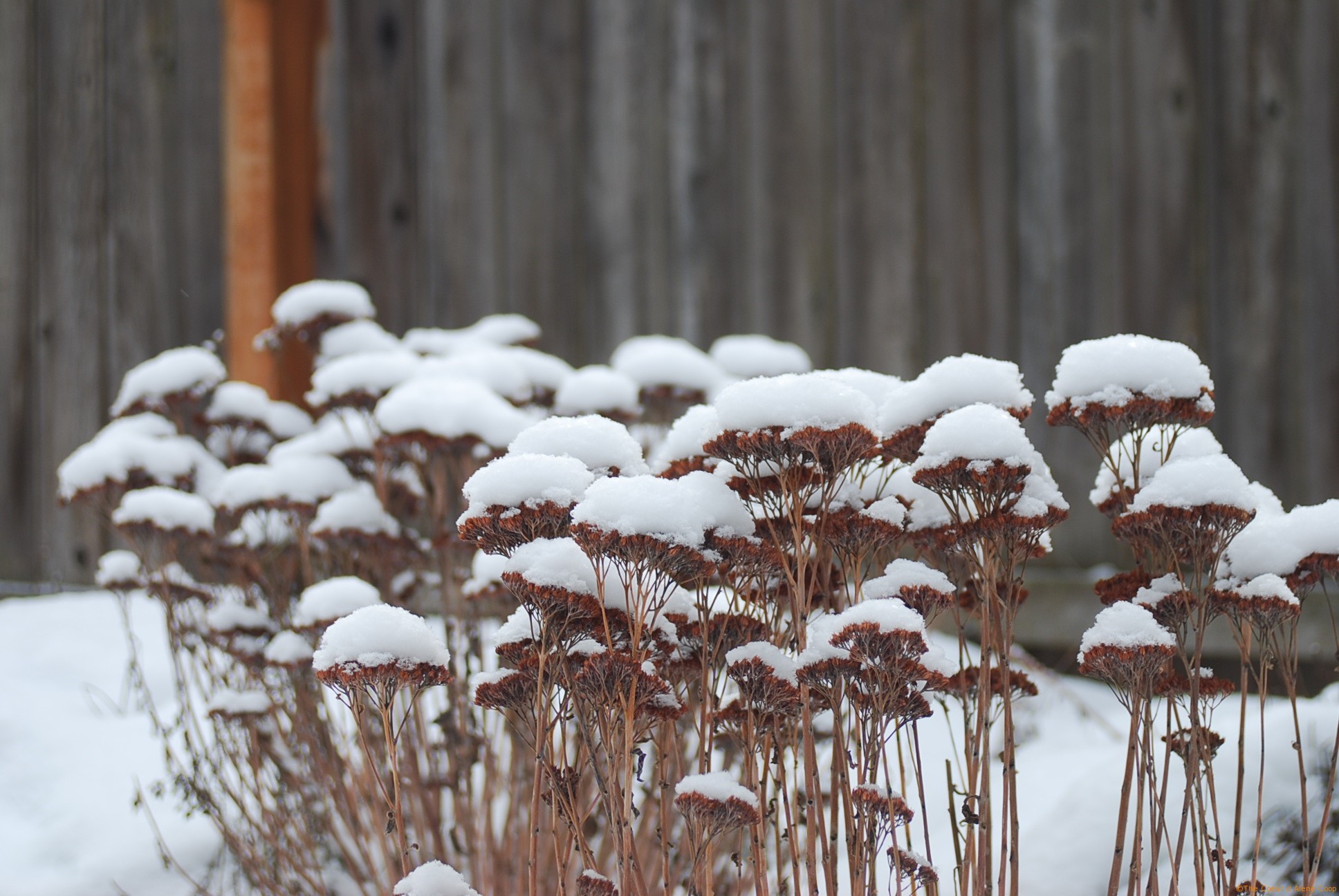 Stonecrop Sedums in Snow