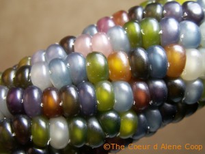 Glass Gem Corn produces translucent, jewel-colored ears. Photo: Native Seeds/Search