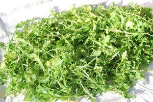 Early Spring Arugula | The Coeur d'Alene Coop