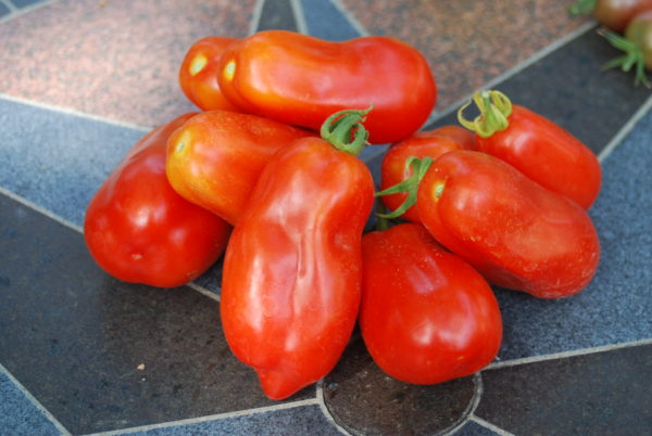 Heirloom San Marzano Lungo #2 Paste Tomatoes | The Coeur d'Alene Coop