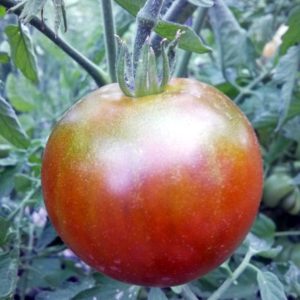 Black Prince Heirloom Tomato | The Coeur d'Alene Coop