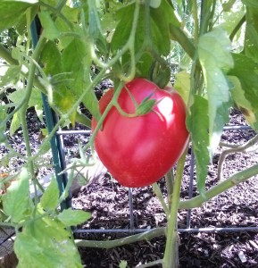 Cour Di Bue Heirloom Tomato | The Coeur d'Alene Coop