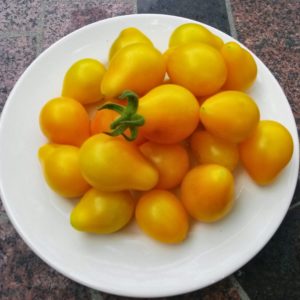 Yellow Pear Heirloom Cherry Tomato | The Coeur d'Alene Coop