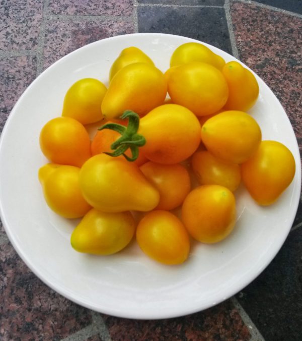 Yellow Pear Heirloom Cherry Tomato | The Coeur d'Alene Coop
