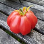 Heirloom Tomato | The Coeur d'Alene Coop