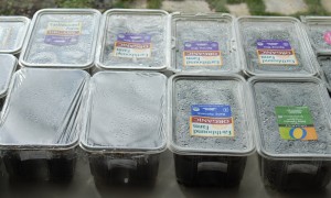 Lettuce Containers become mini greenhouses | The Coeur d'Alene Coop