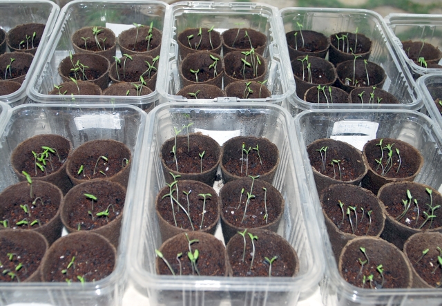 Heirloom Tomato Sprouts | The Coeur d'Alene Coop