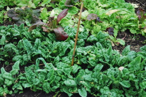 Spinach and lettuce in the covered bed | The Coeur d'Alene Coop