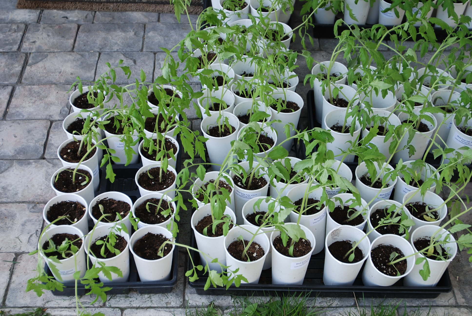harden tomato seedlings