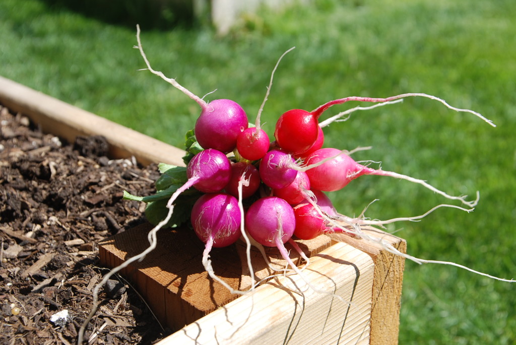 Mixed Radishes | The Coeur d'Alene Coop